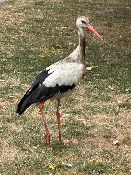 A majestic White Stork stands prominently on a patch of green and dry grass, its long red beak and legs contrasting with its white and black plumage